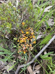 Pultenaea largiflorens
