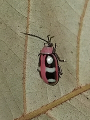 Omophoita