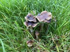 Psilocybe stuntzii