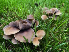 Psilocybe stuntzii