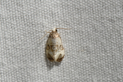 Phalonidia memoranda