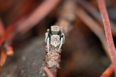 Maratus vespertilio
