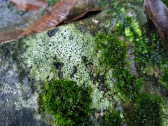Lecidella elaeochroma
