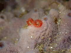 Hiatella arctica
