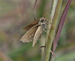 Lerodea eufala eufala
