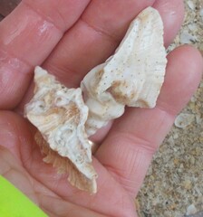 Pterochelus triformis