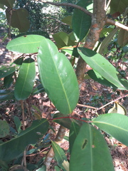 Syzygium forte