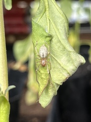 Clubionidae
