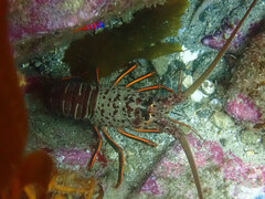 Panulirus interruptus