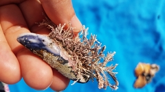 Corallina officinalis