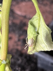 Clubionidae