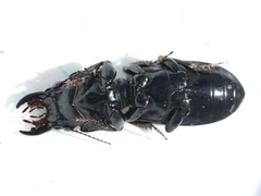 Scarites vicinus