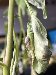 Clubionidae