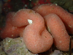 Aplidium californicum