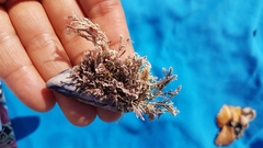 Corallina officinalis