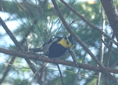 Machlolophus spilonotus