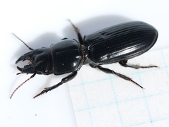 Scarites vicinus