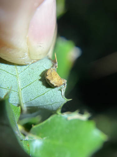 iNaturalist observation photo of Fold Gall Midge