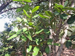 Syzygium forte