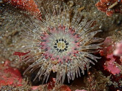 Anthopleura artemisia