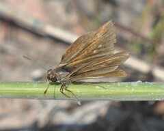 Lerodea eufala eufala