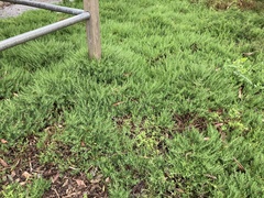 Enchylaena tomentosa