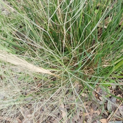 Austrostipa elegantissima