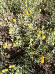 Grindelia nuda aphanactis