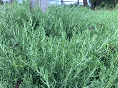 Enchylaena tomentosa