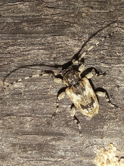 Aegomorphus jaspideus