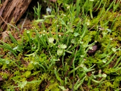 Cladonia gracilis