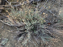Artemisia californica