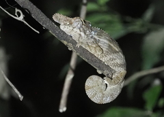 Furcifer rhinoceratus