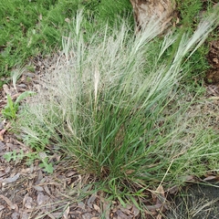 Austrostipa elegantissima