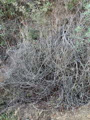 Toxicodendron diversilobum