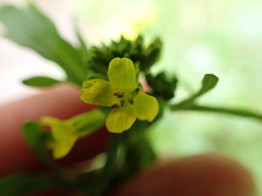 Barbarea