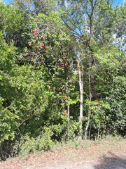 Sterculia quadrifida