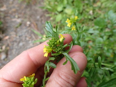Barbarea