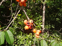 Sterculia quadrifida