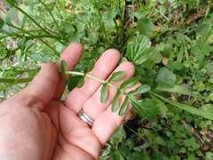 Barbarea