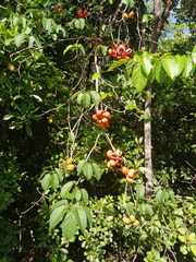 Sterculia quadrifida