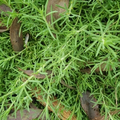 Enchylaena tomentosa