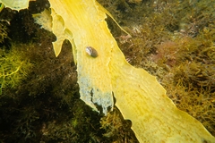 Lunella undulata