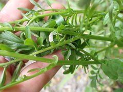 Barbarea