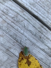 Hyla femoralis