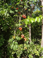 Sterculia quadrifida
