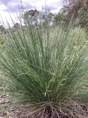 Poa labillardierei