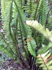 Nephrolepis cordifolia