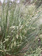 Poa labillardierei
