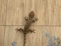 Gekko gecko
